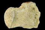 Fossil Mosasaur (Platecarpus) Caudal Vertebra - Kansas #136496-1